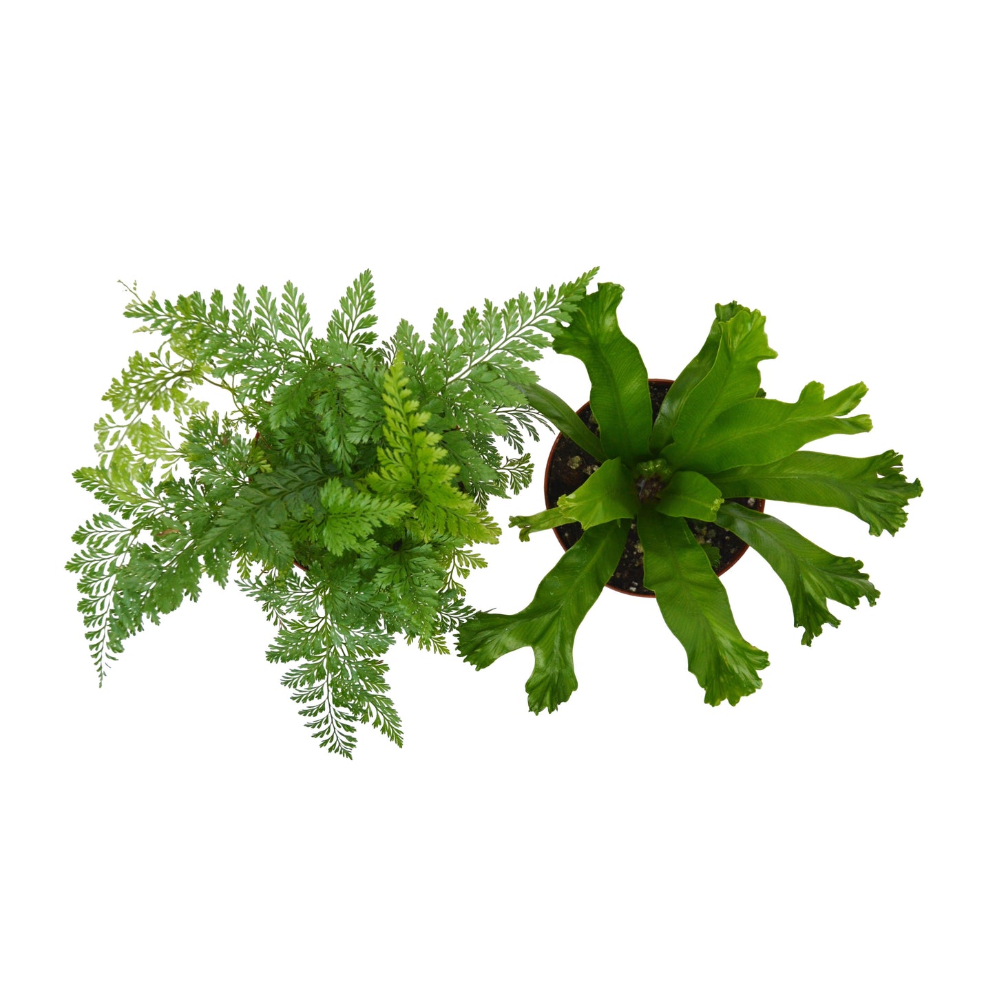 2 Fern Variety Pack - Live Plants - FREE Care Guide - 4" Pot - House Plant
