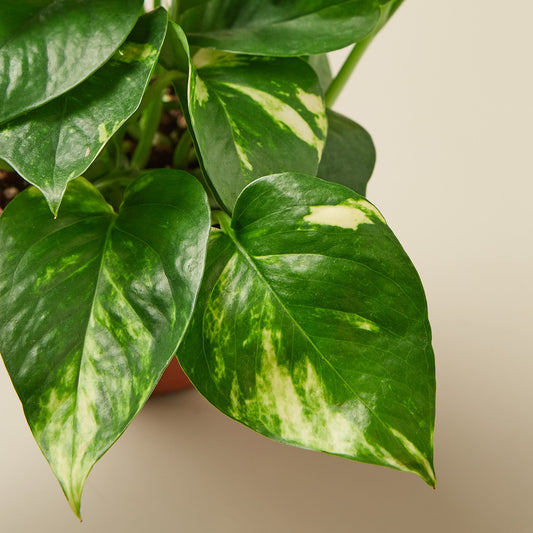 Pothos 'Golden' Cuttings (5 Pack)